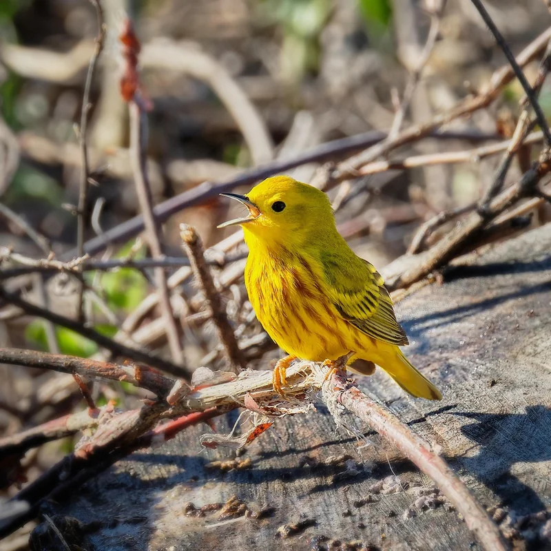 Migration des espèces : quand la forêt se déplace